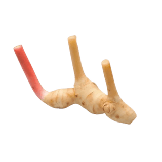 Galangal