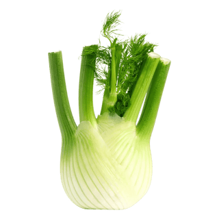 Fennel Bulb
