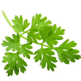 Chervil