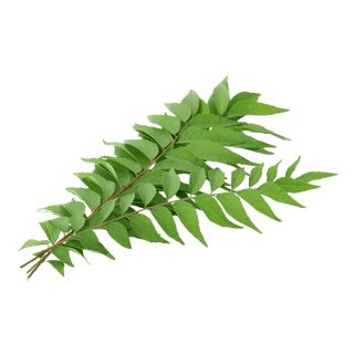 Curry Leaf